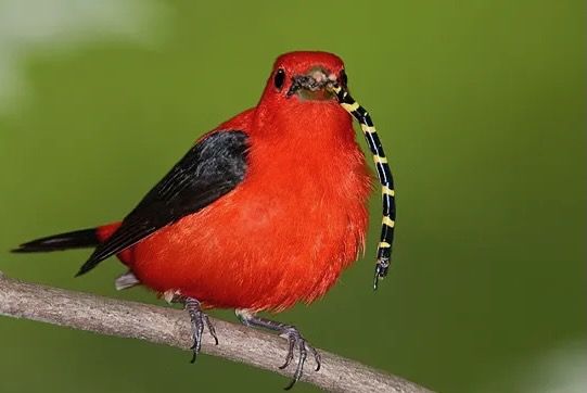 Image from https://forestry.com/animals/birds/scarlet-tanager/ and used with permission from Matt Longley of Forestry.com